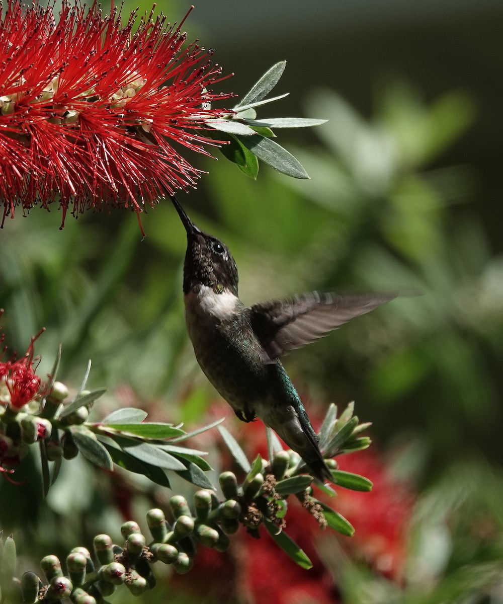 Ruby-throated Hummingbird - ML615885841