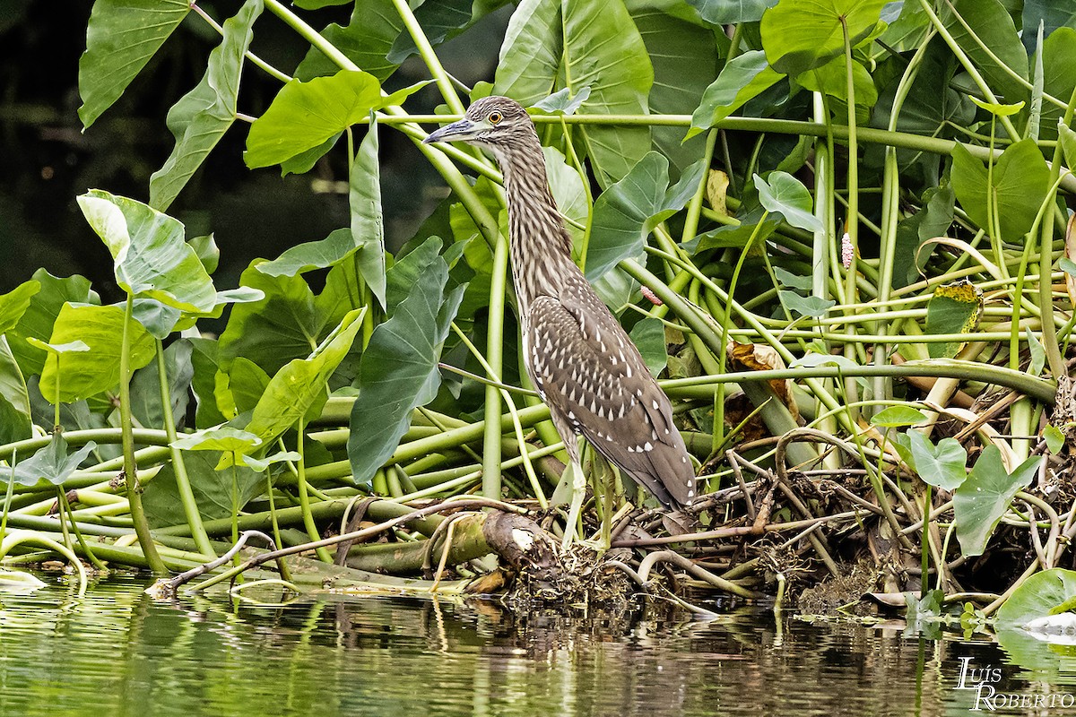 Black-crowned Night Heron - ML615885843