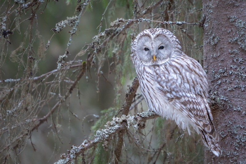 Ural Owl - ML615885852