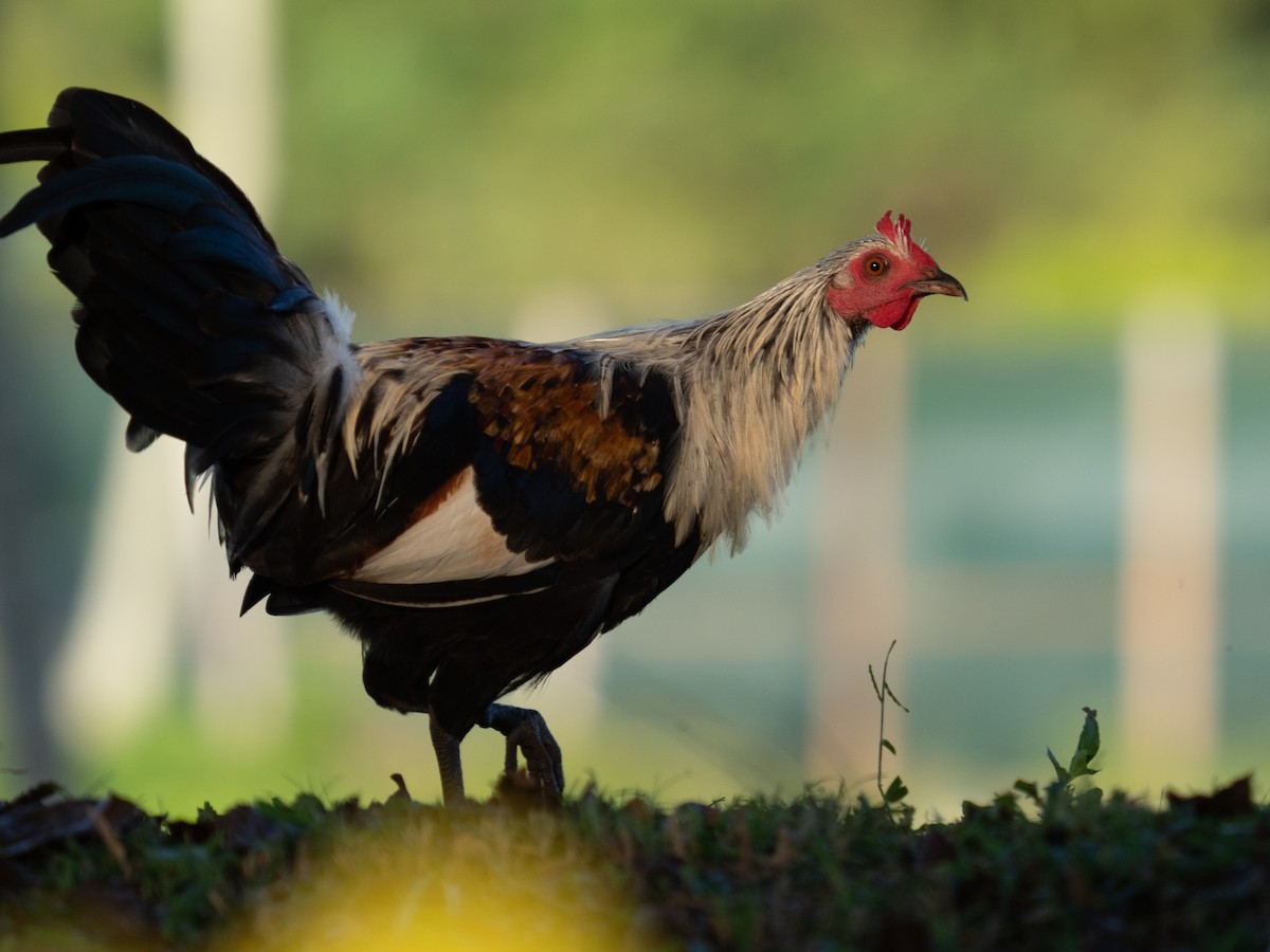 Red Junglefowl (Domestic type) - Kelly Ballantyne