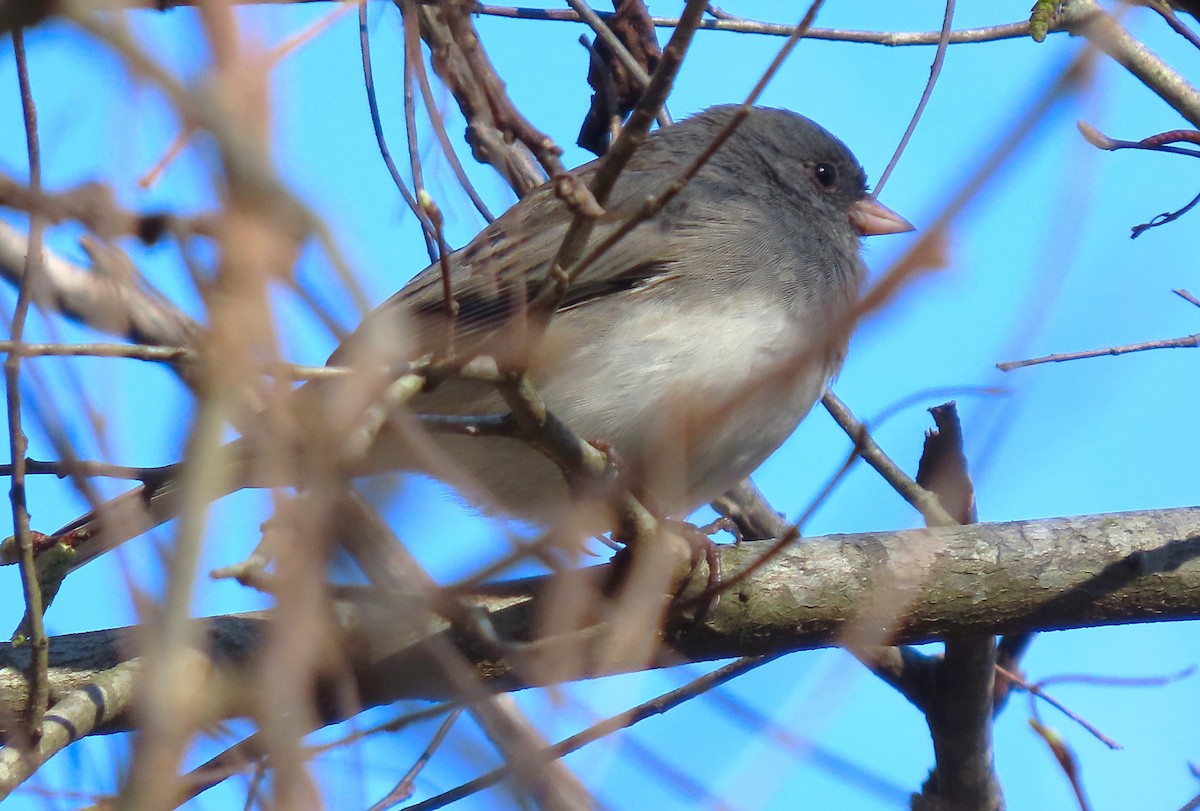 Junco ardoisé - ML615885884