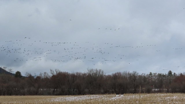 Canada Goose - ML615885903