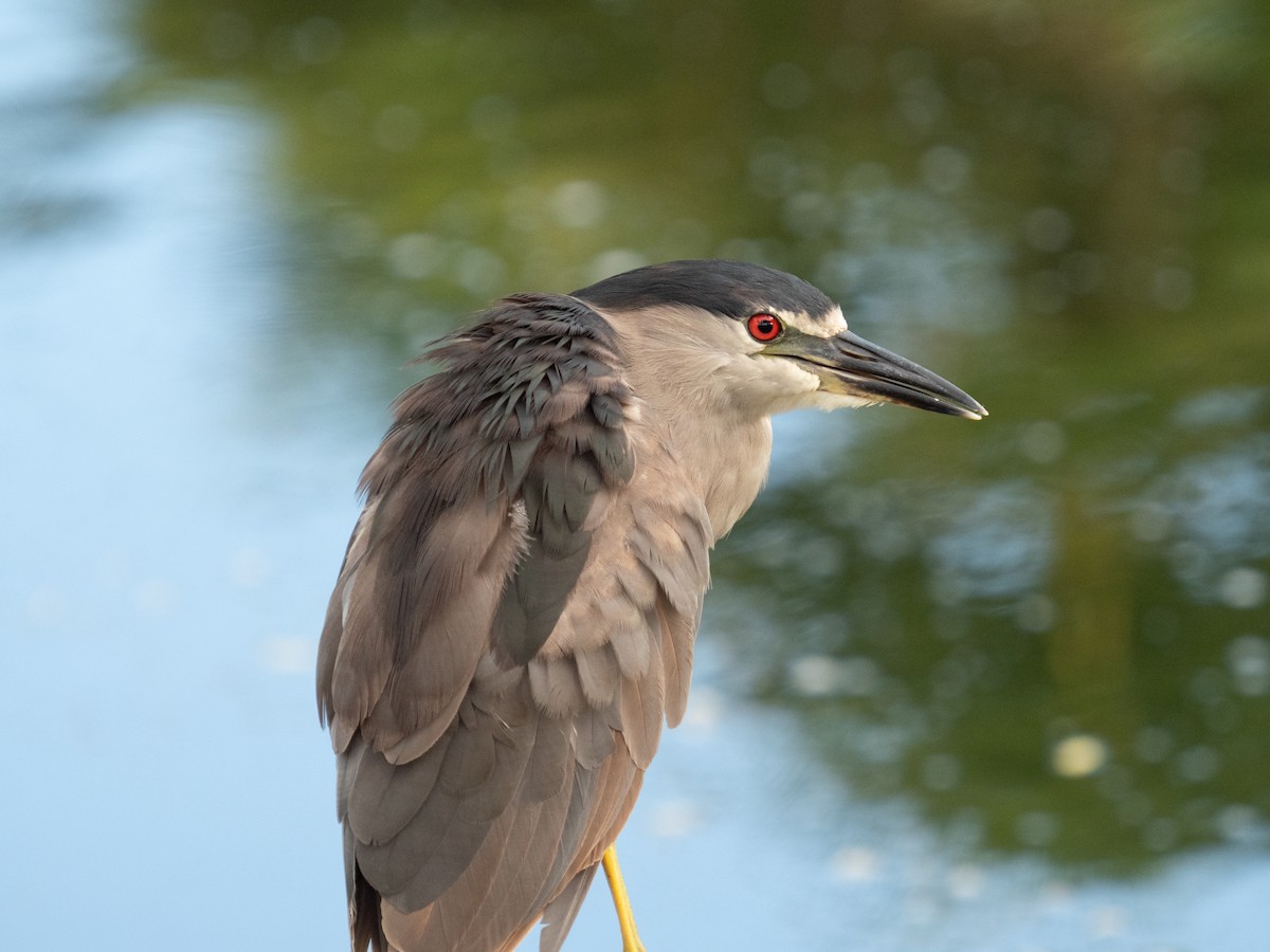 Black-crowned Night Heron - Kelly Ballantyne