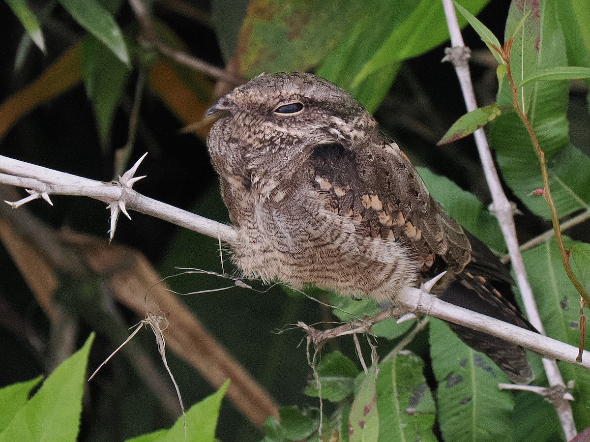 Ladder-tailed Nightjar - ML615885905