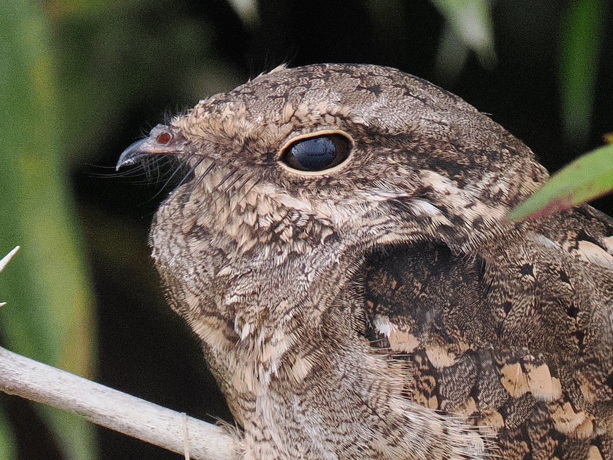 Ladder-tailed Nightjar - Ben Jesup