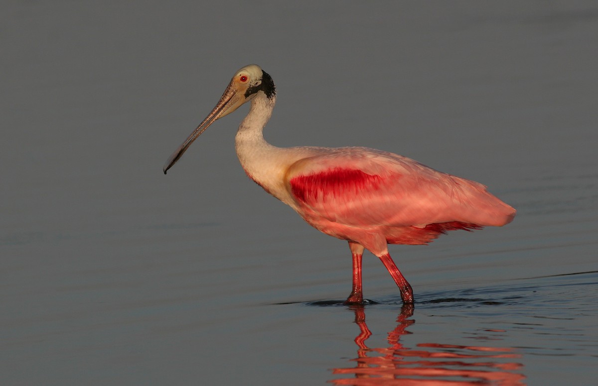 Roseate Spoonbill - Lyann Comrack