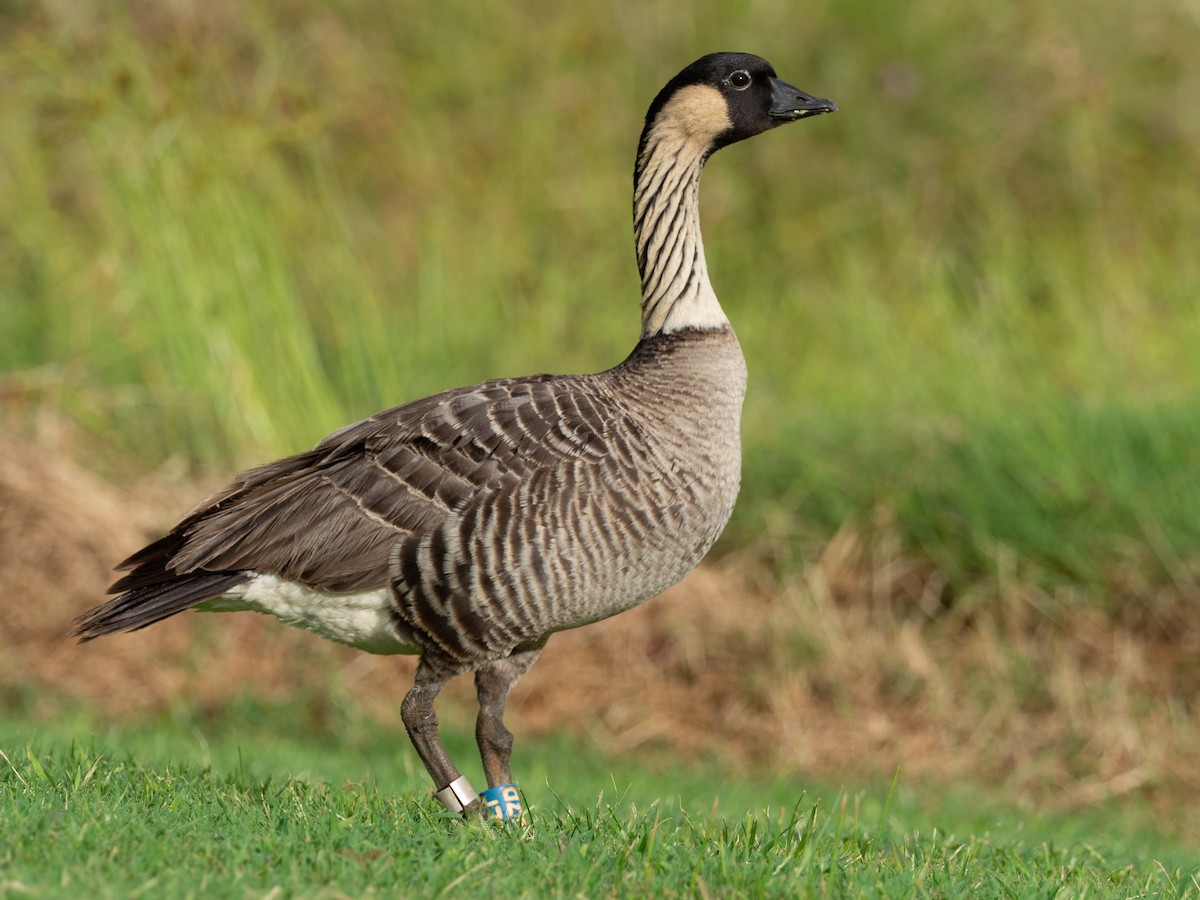 Hawaiian Goose - ML615885989