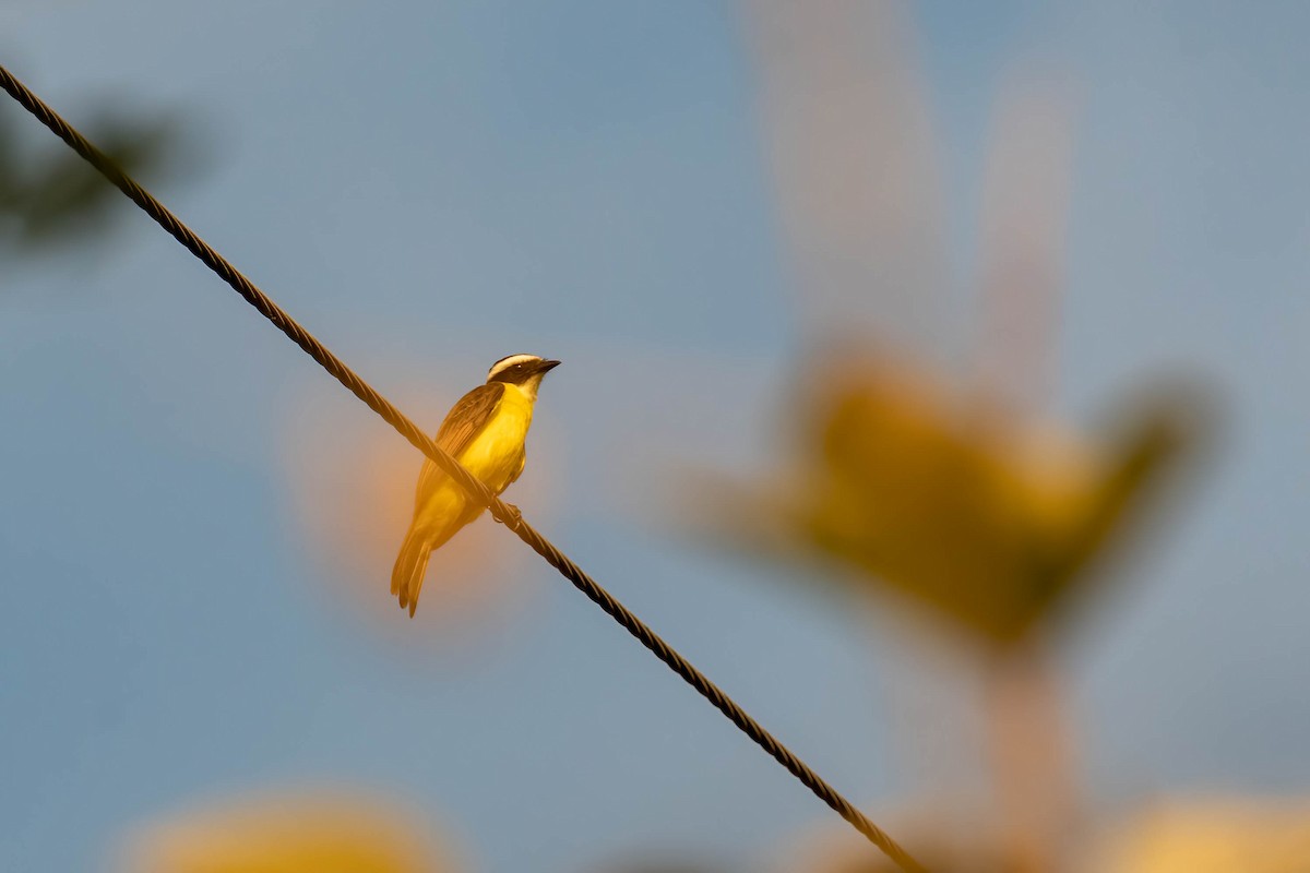 Rusty-margined Flycatcher - Darryl Ryan