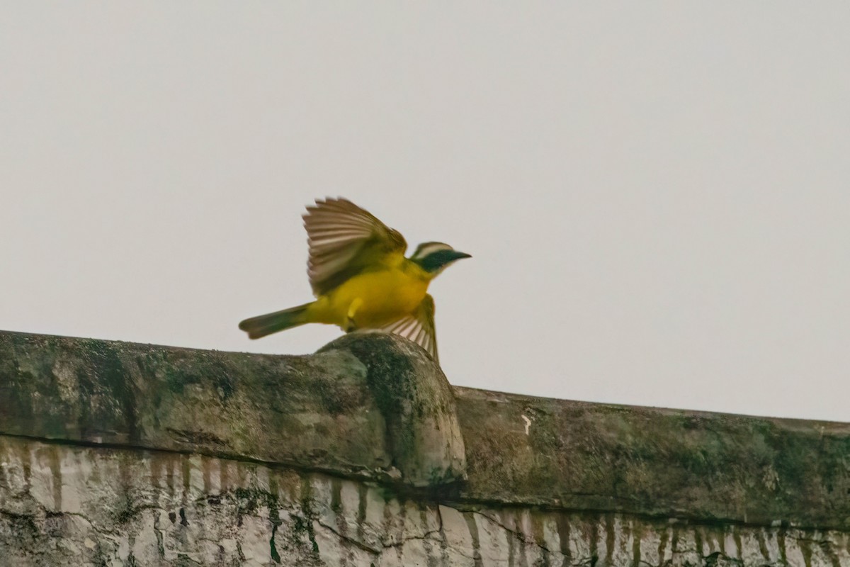 Rusty-margined Flycatcher - ML615886004