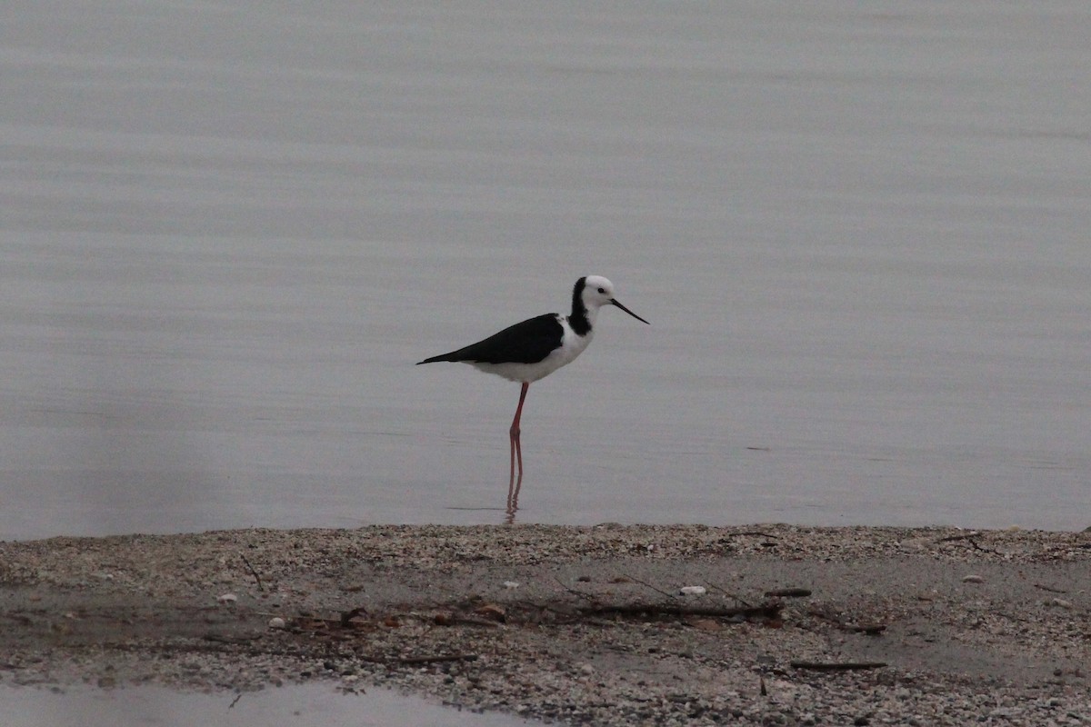 Pied Stilt - Roy Fabry