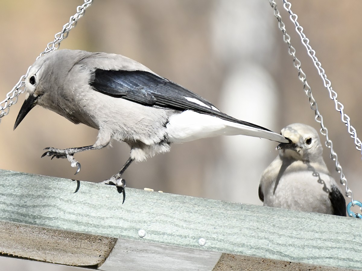 Clark's Nutcracker - ML615886129