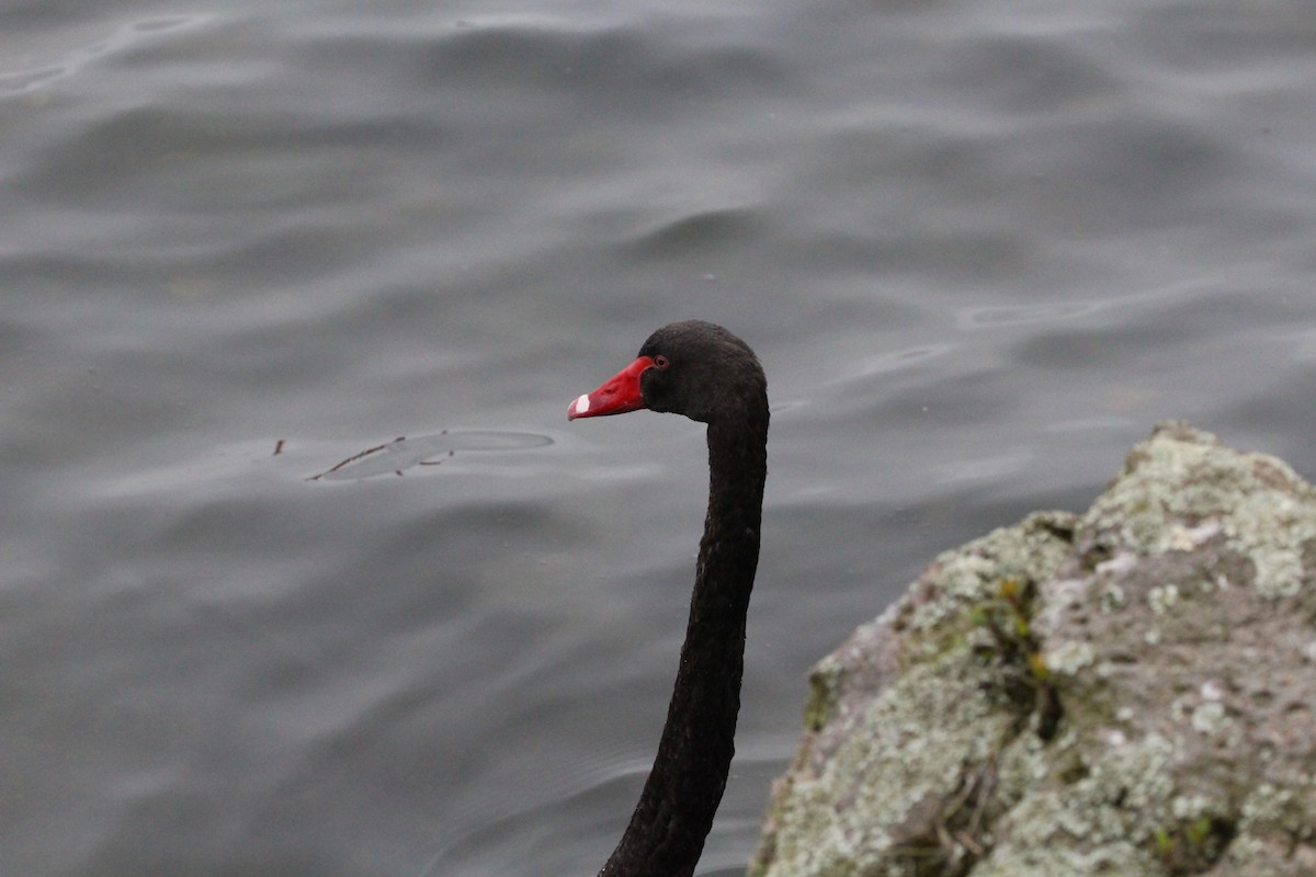 Black Swan - Roy Fabry