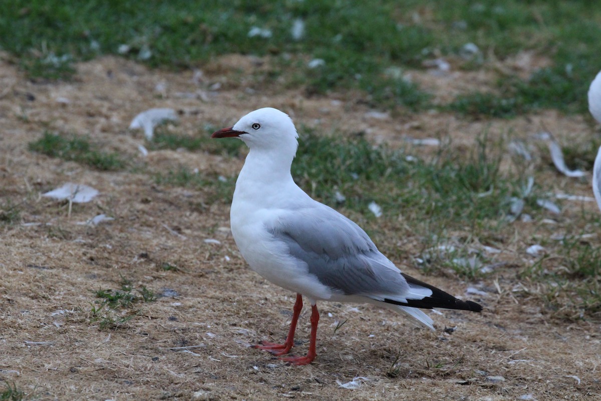 Black-billed Gull - ML615886191