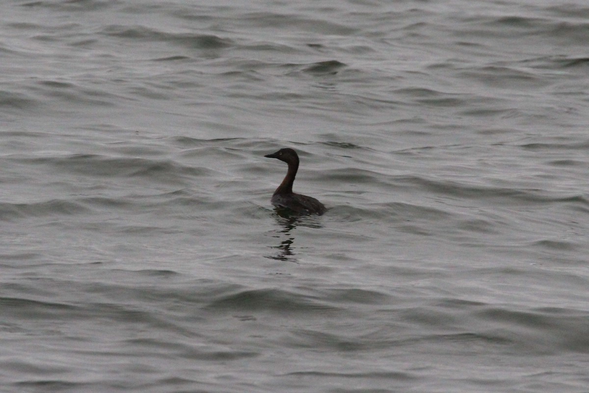 New Zealand Grebe - ML615886208