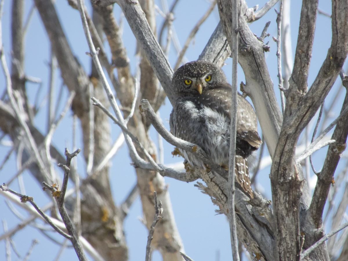 Northern Pygmy-Owl (Rocky Mts.) - ML615886209