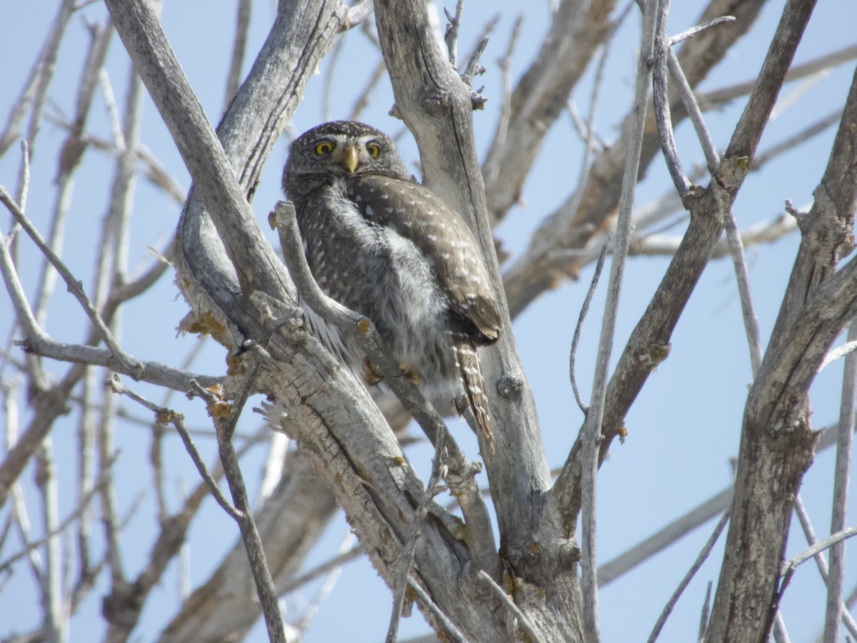 Northern Pygmy-Owl (Rocky Mts.) - ML615886210