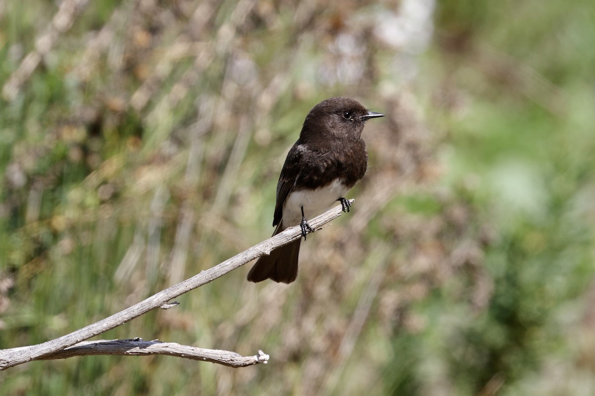 Black Phoebe - ML615886290