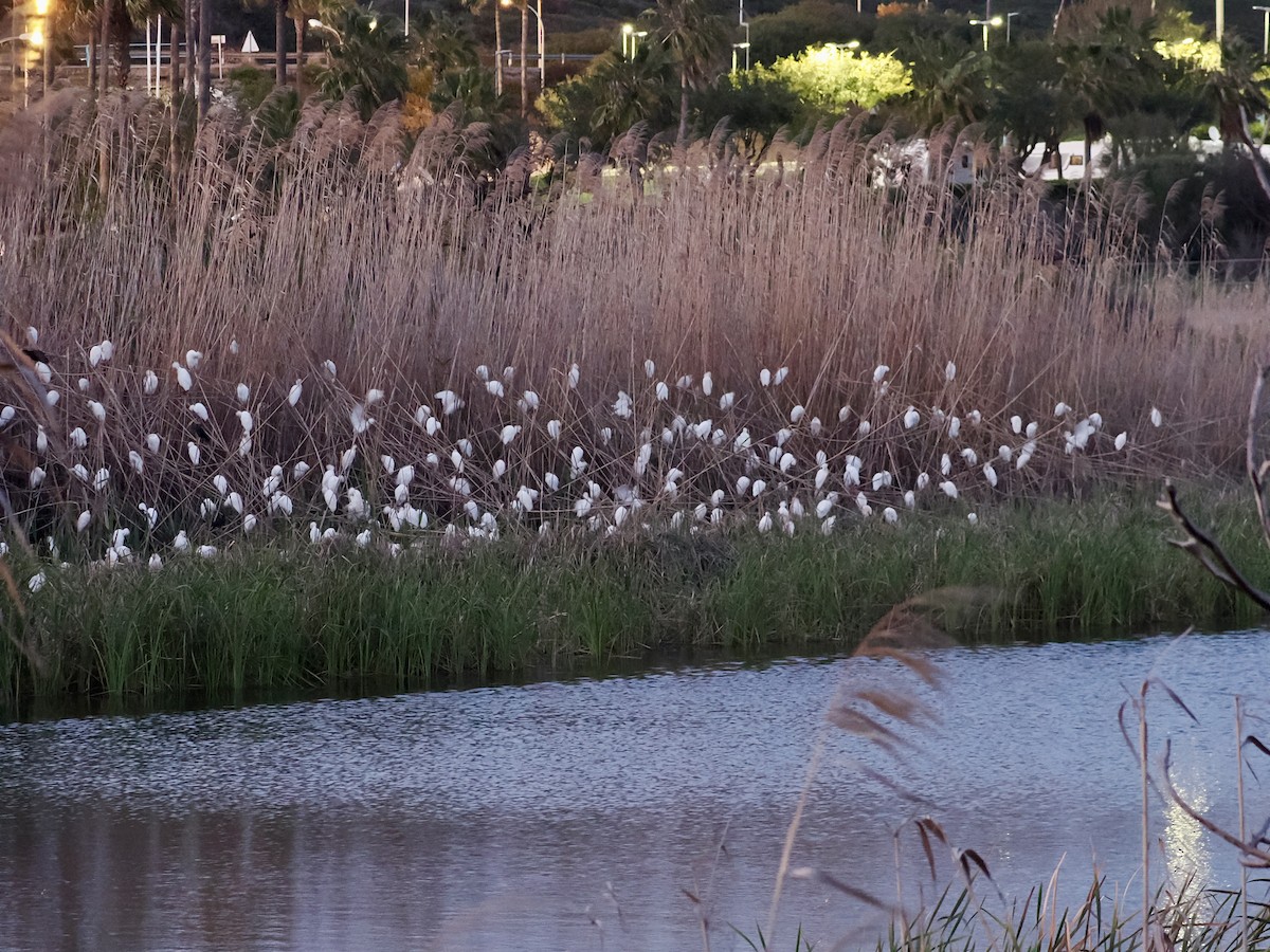 Western Cattle Egret - ML615886341