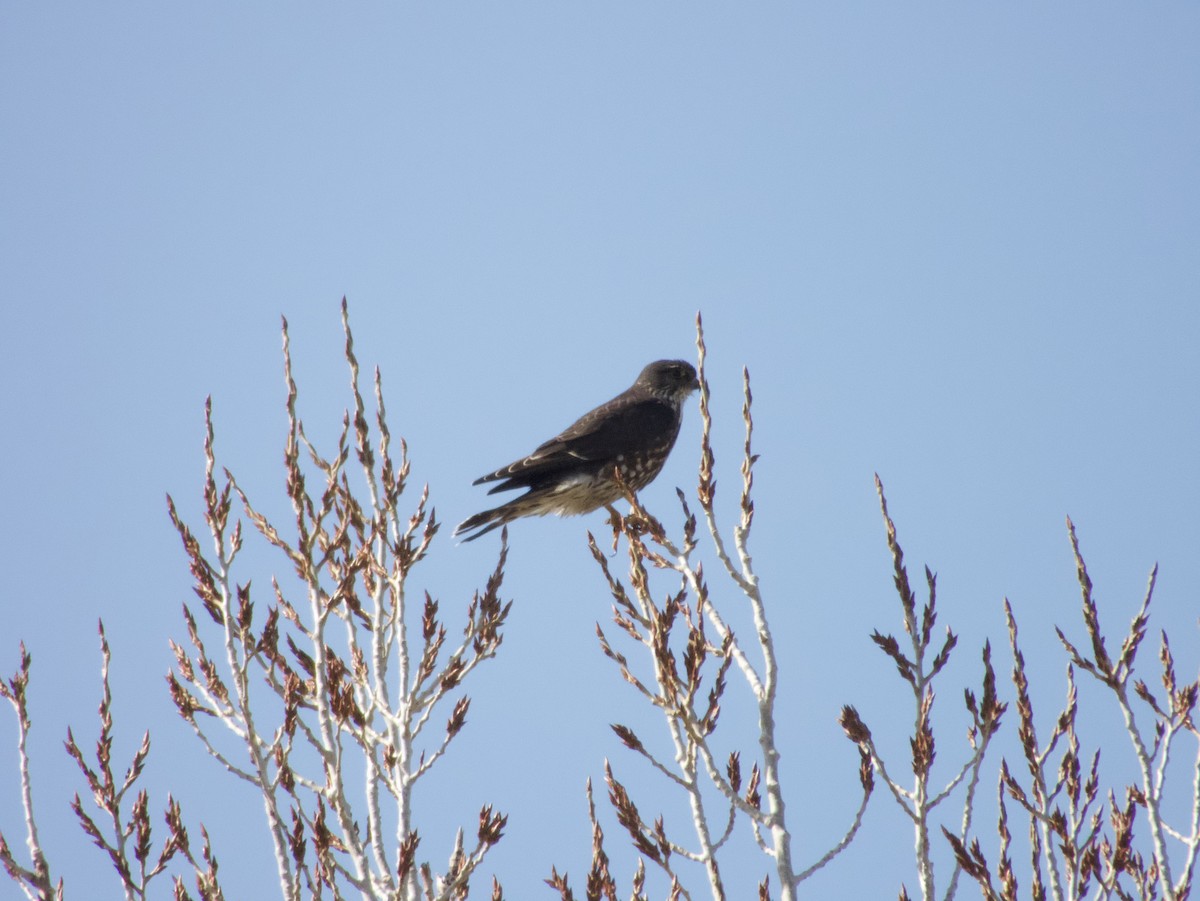 Merlin (Black) - Chris Blaes