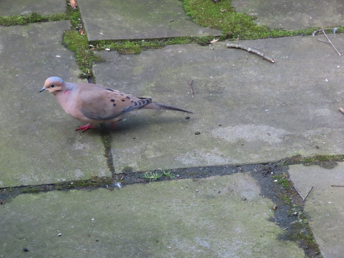 Mourning Dove - ML615886350