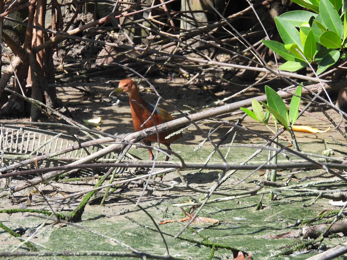 Rufous-necked Wood-Rail - ML615886368