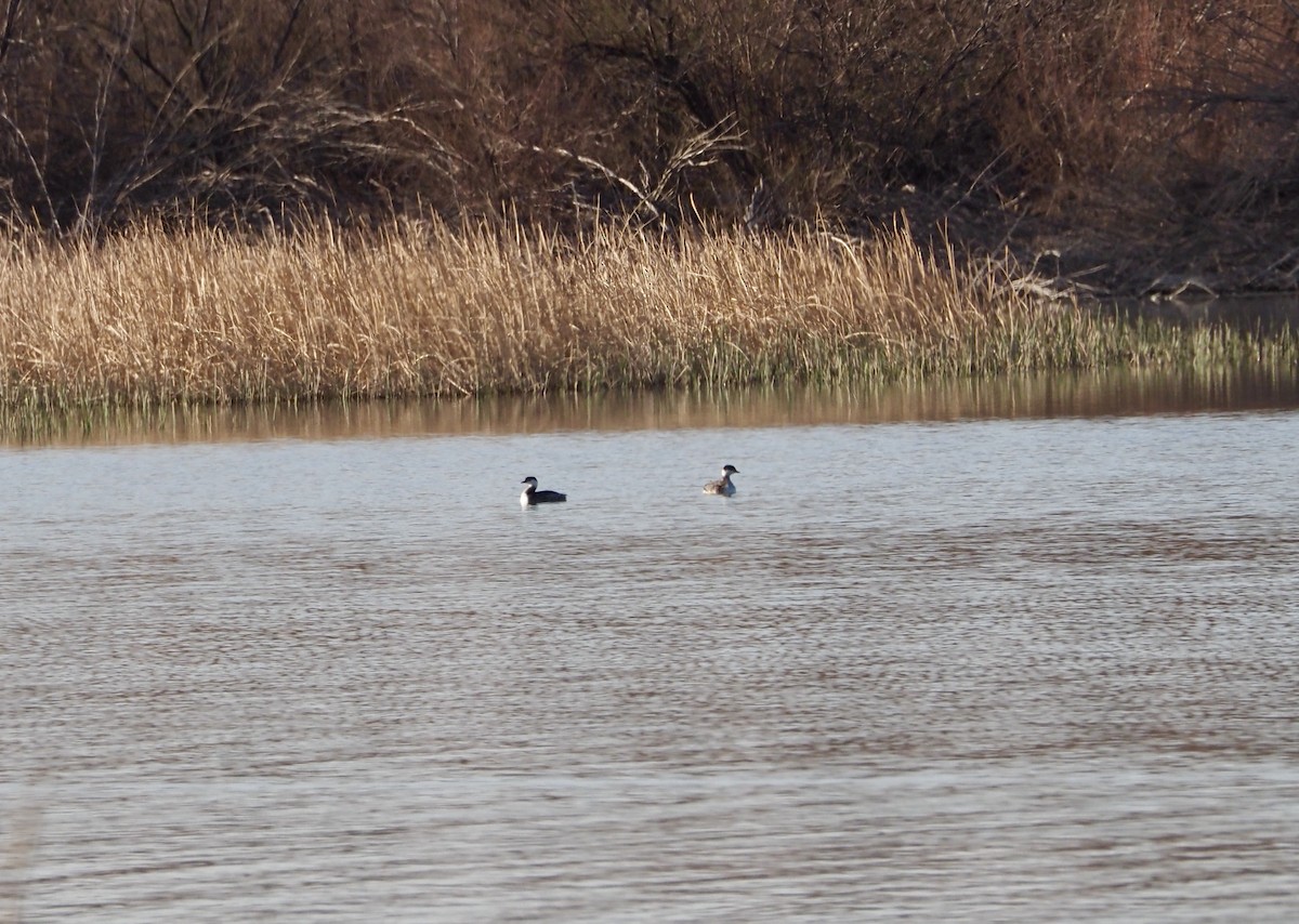 Horned Grebe - ML615886387