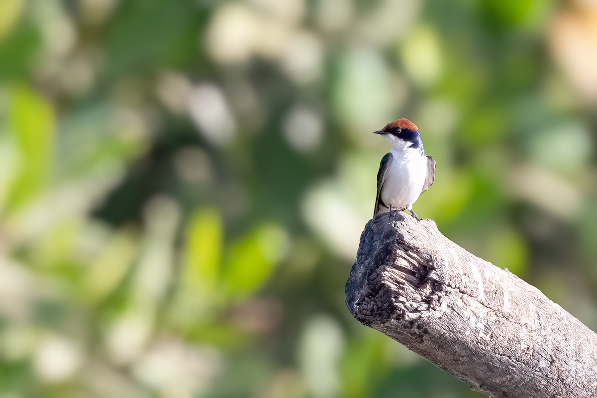 Wire-tailed Swallow - ML615886429