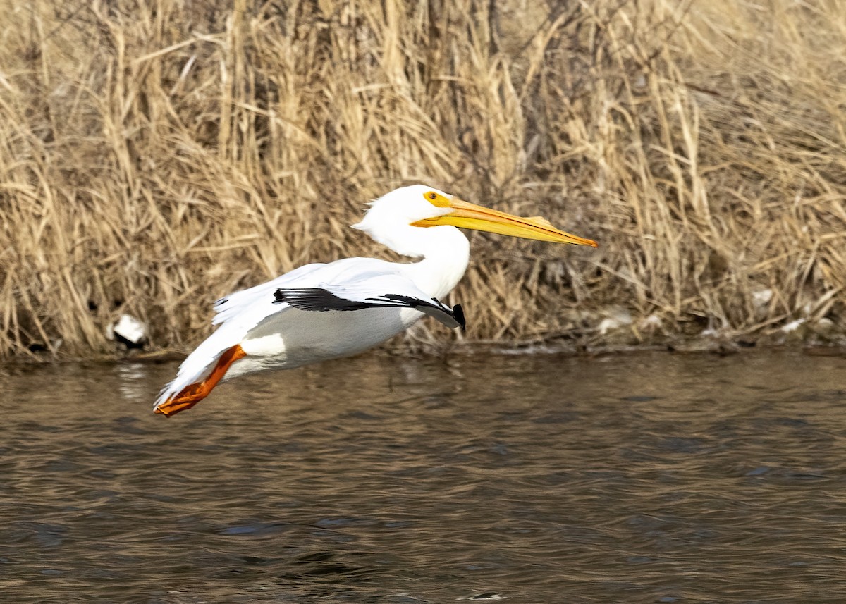 American White Pelican - ML615886435