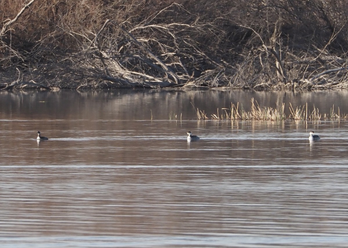 Horned Grebe - Bob Nieman