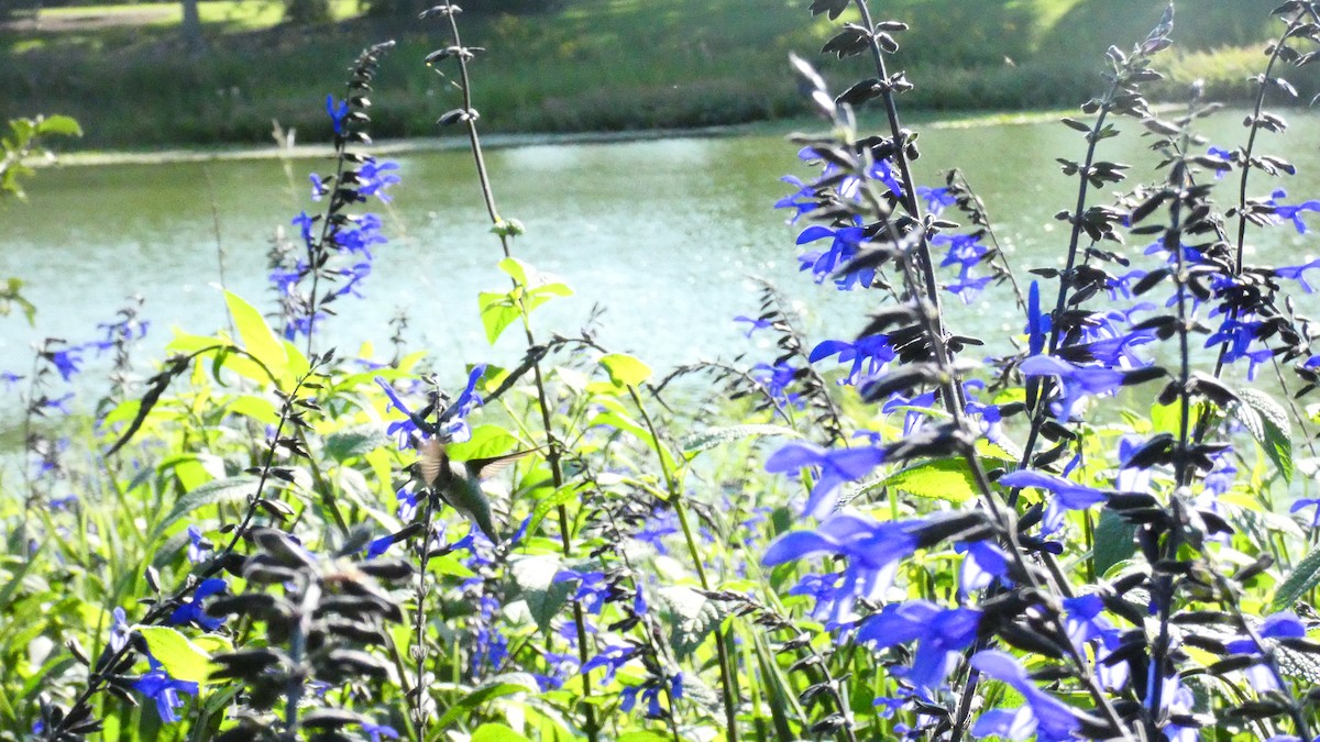 Colibri à gorge rubis - ML615886457