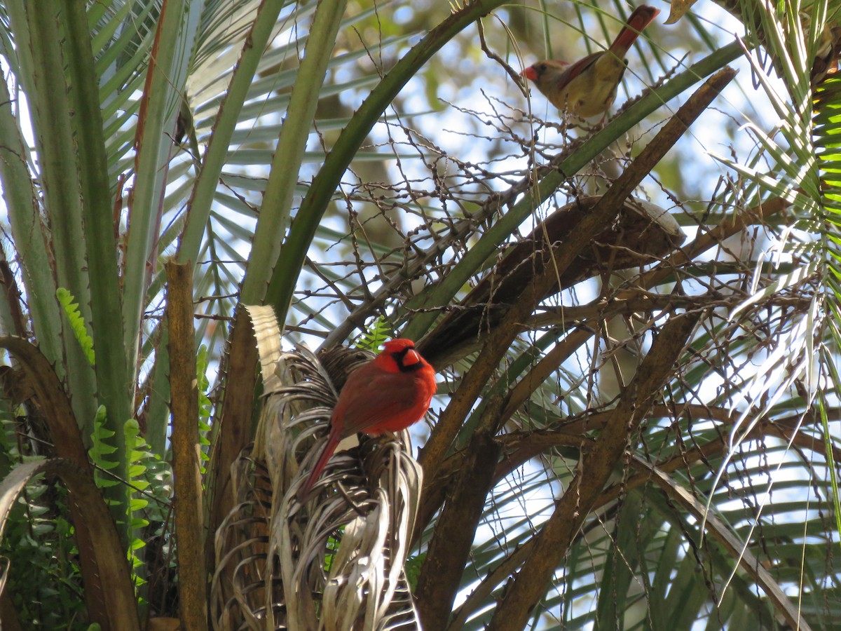 Northern Cardinal - Christine W.