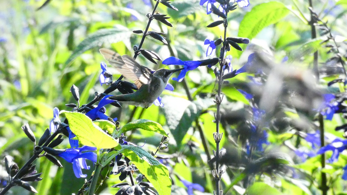 Colibri à gorge rubis - ML615886461