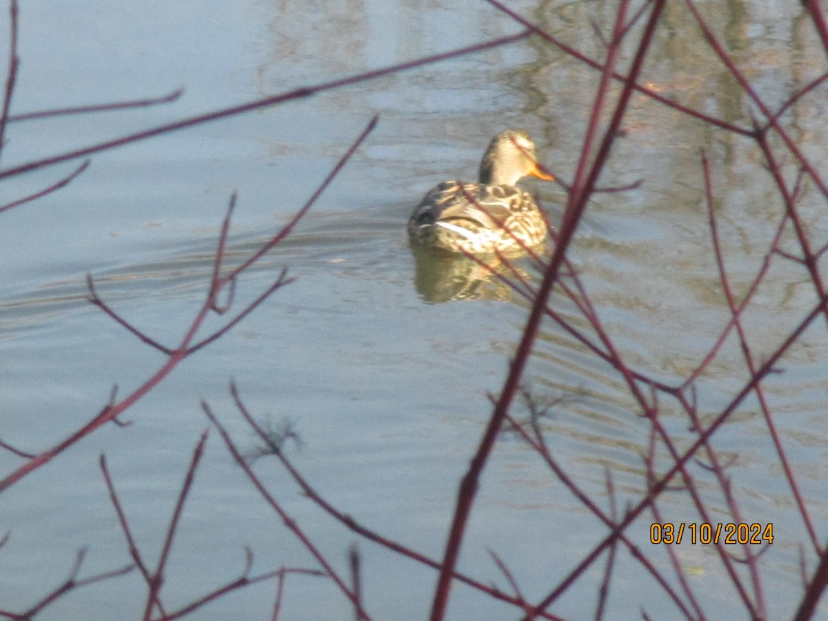 Canard colvert - ML615886465