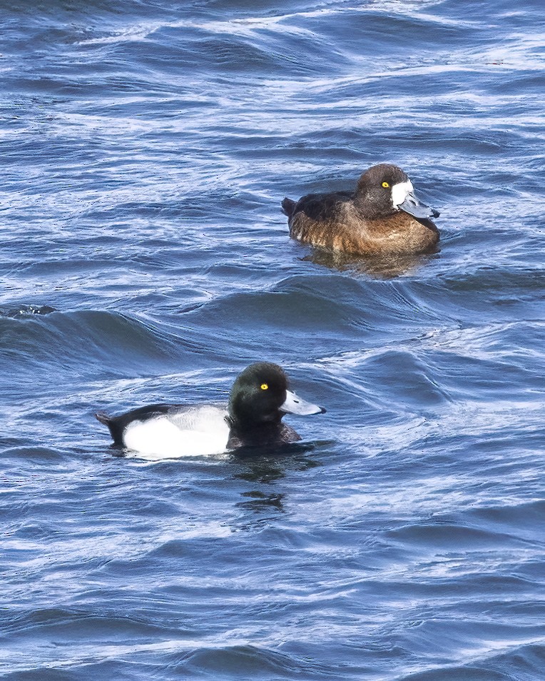 Greater Scaup - ML615886480