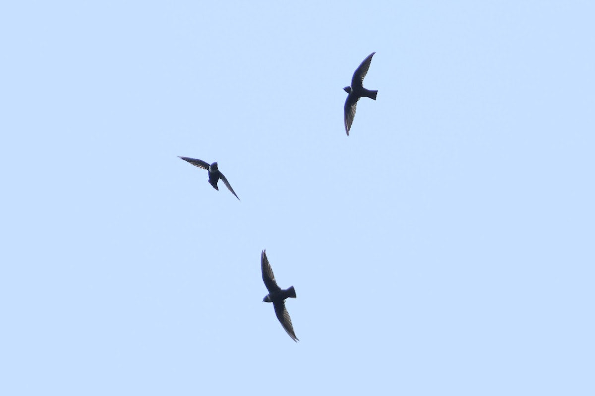 large swift sp. - ML615886494