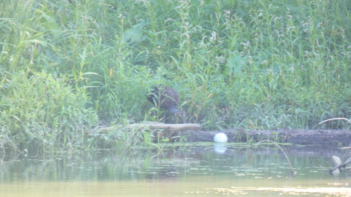 Courlan brun - ML615886504