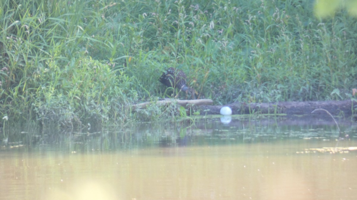 Courlan brun - ML615886512