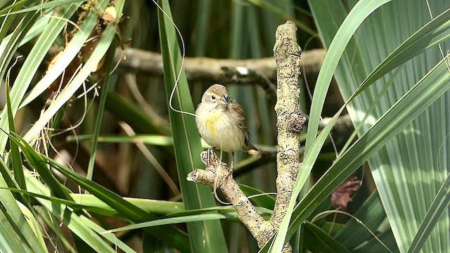 Dickcissel d'Amérique - ML615886556