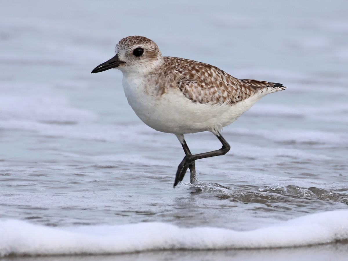 Black-bellied Plover - ML615886559