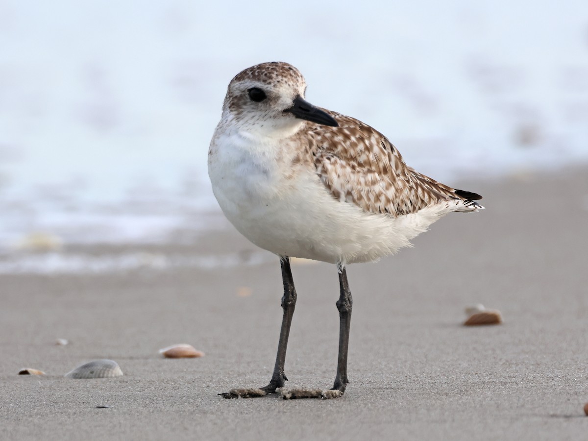 Black-bellied Plover - ML615886562