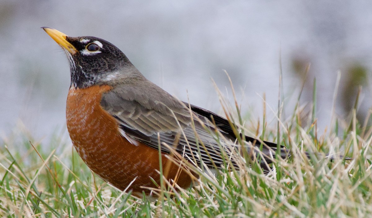 American Robin - Michael Yellin