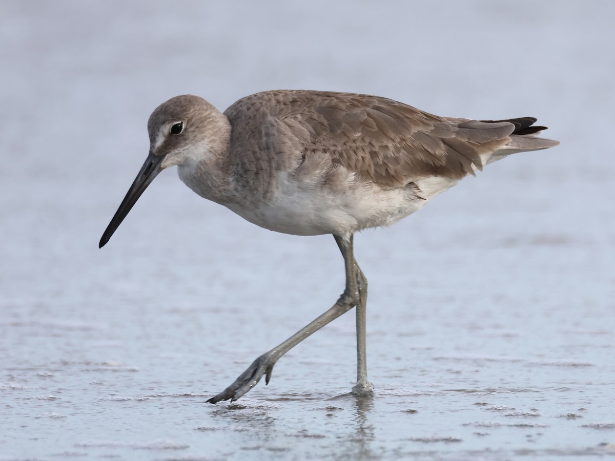 Willet - ML615886570