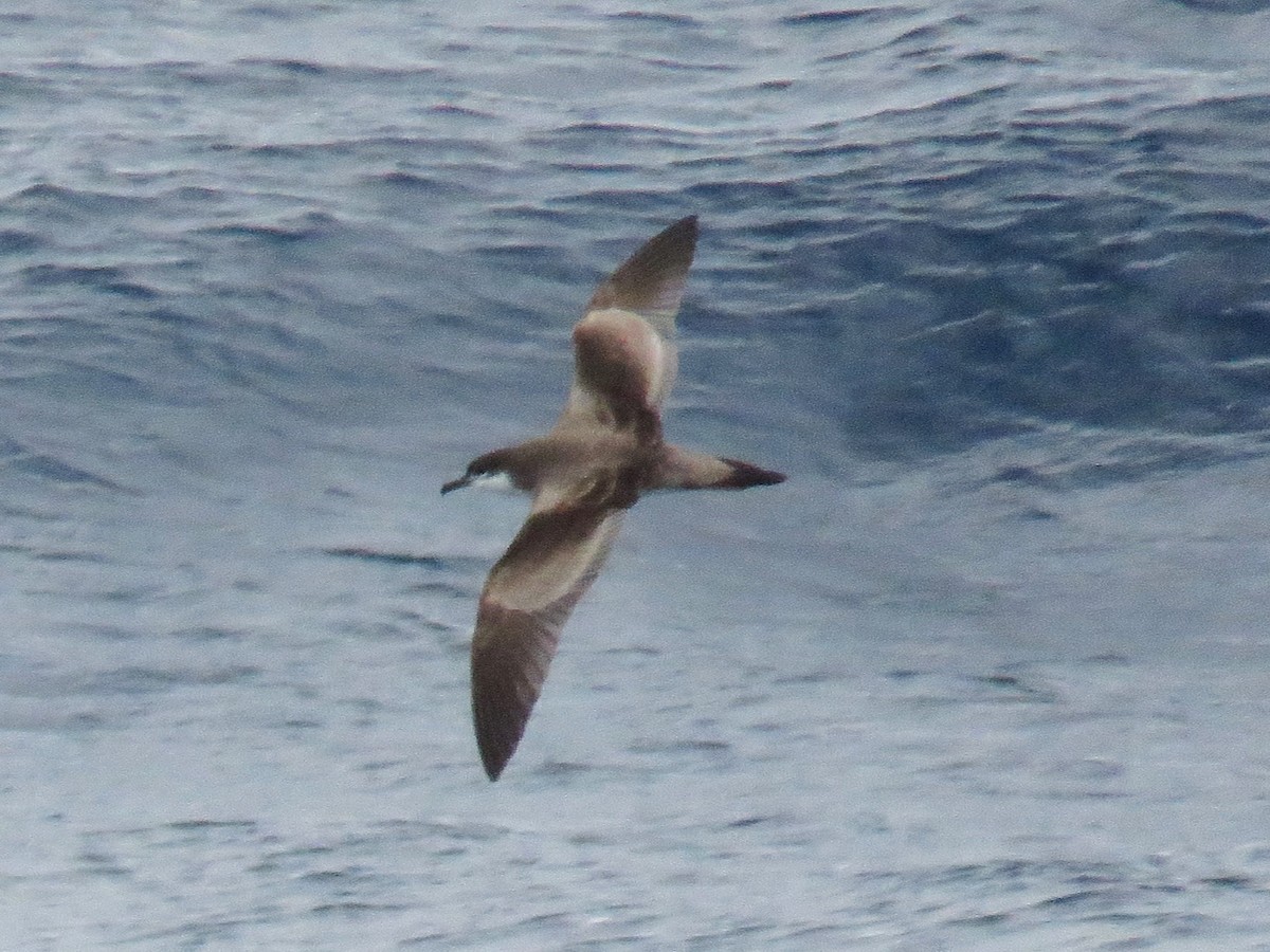 Buller's Shearwater - ML615886595