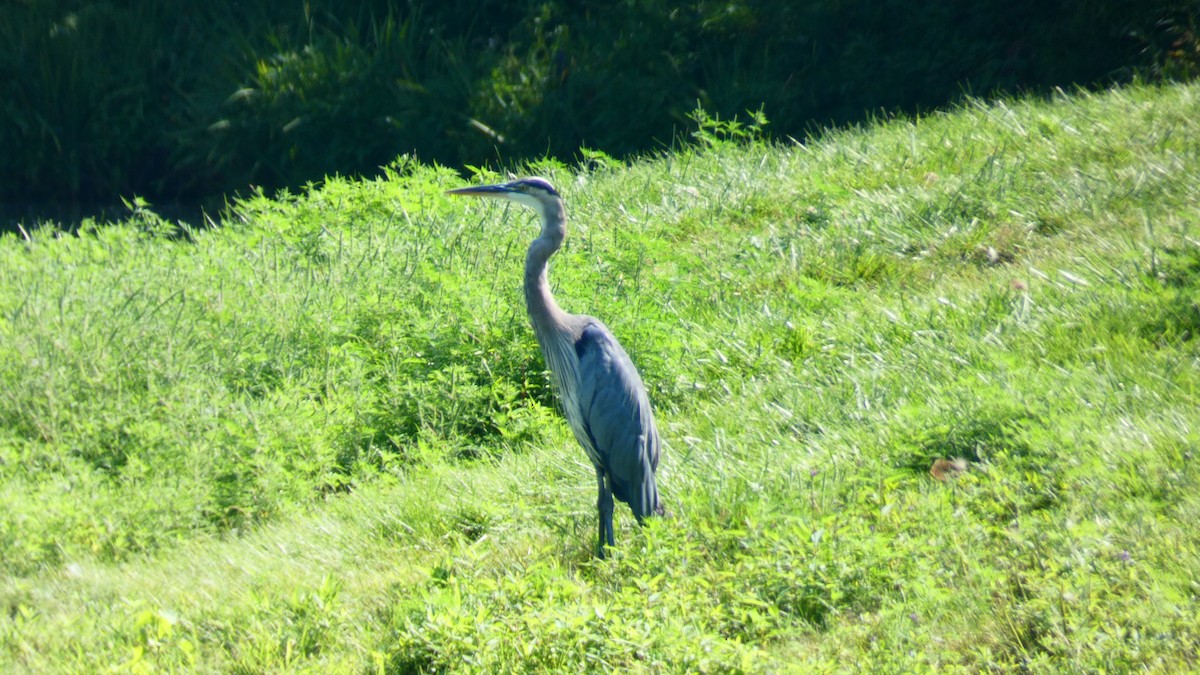 Grand Héron - ML615886604