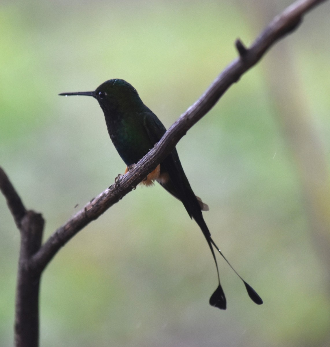 Rufous-booted Racket-tail - Bill Tweit