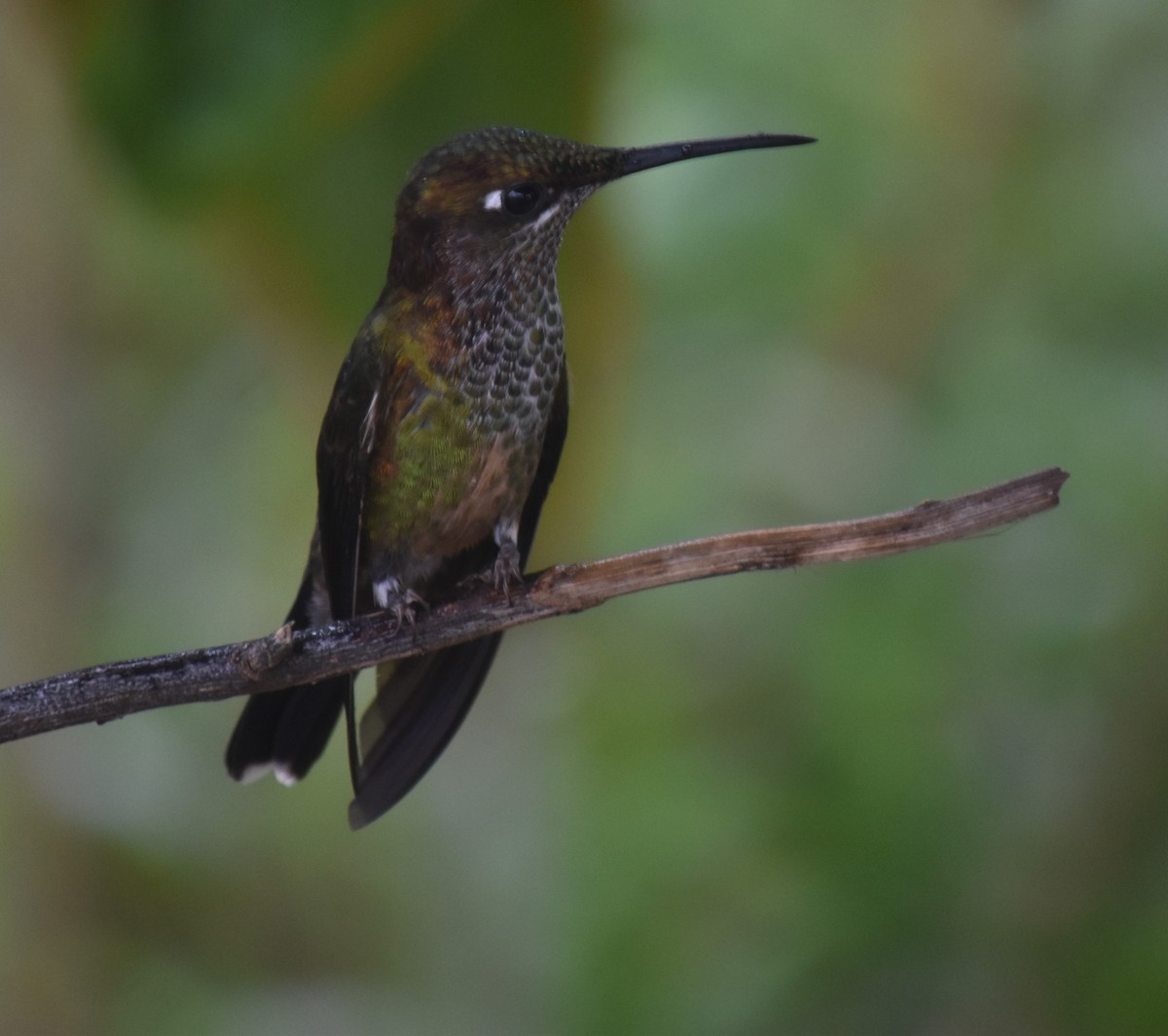 Violet-fronted Brilliant - ML615886757