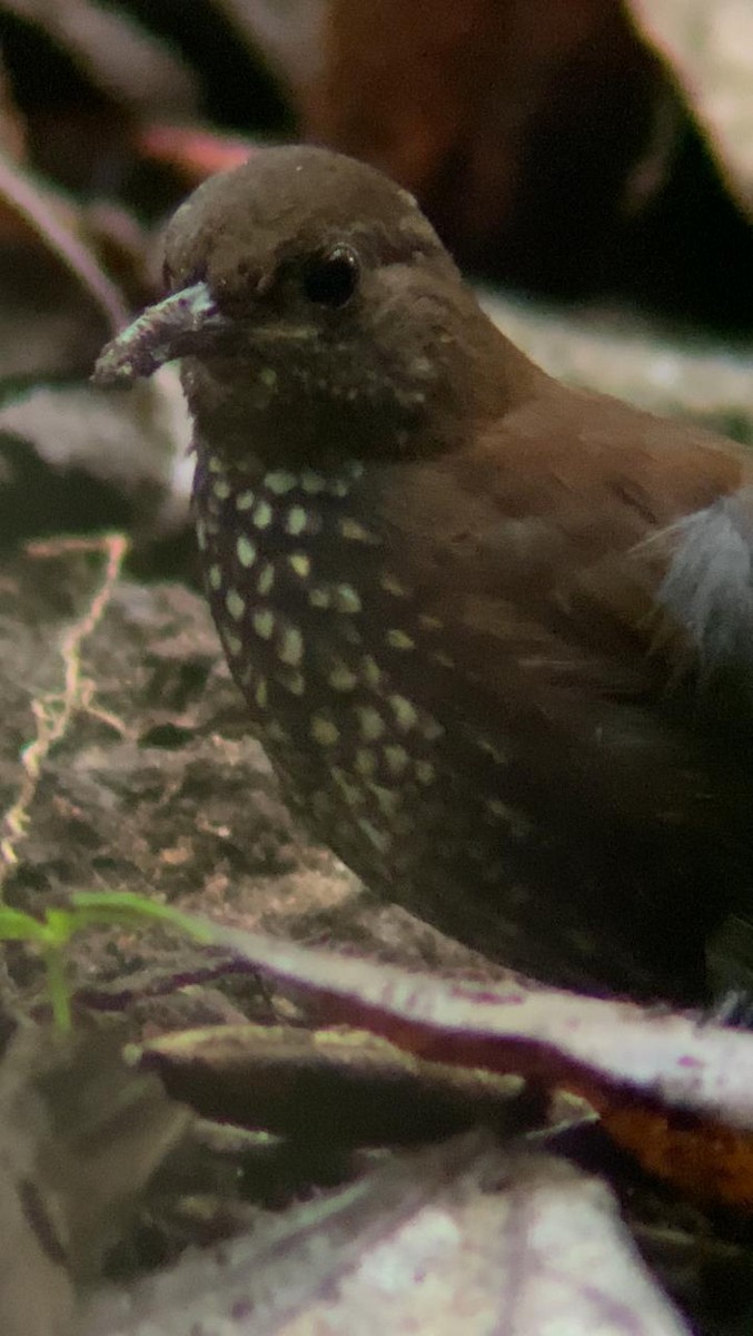 Sharp-tailed Streamcreeper - Juan Fernando Giraldo Lopera