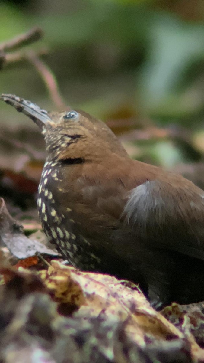 Sharp-tailed Streamcreeper - Juan Fernando Giraldo Lopera