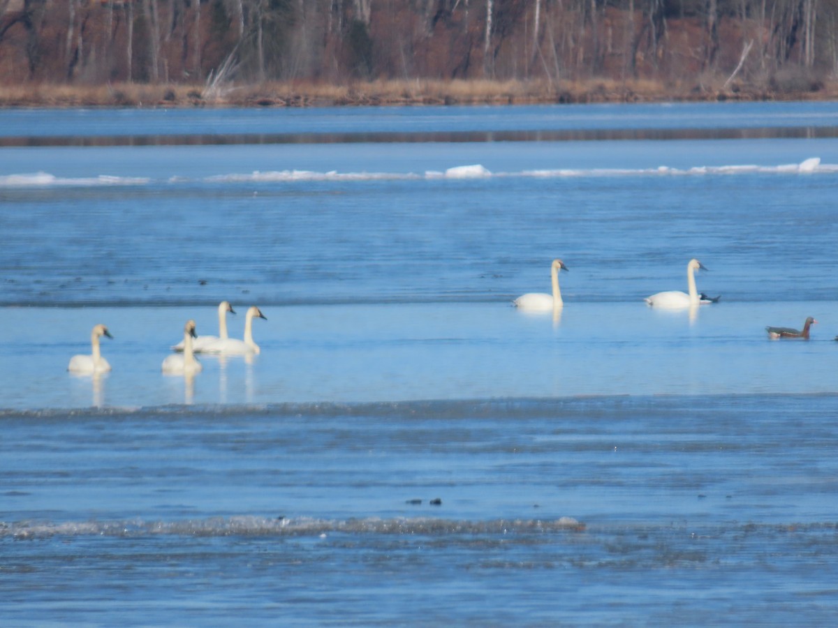 Cygne trompette - ML615886875