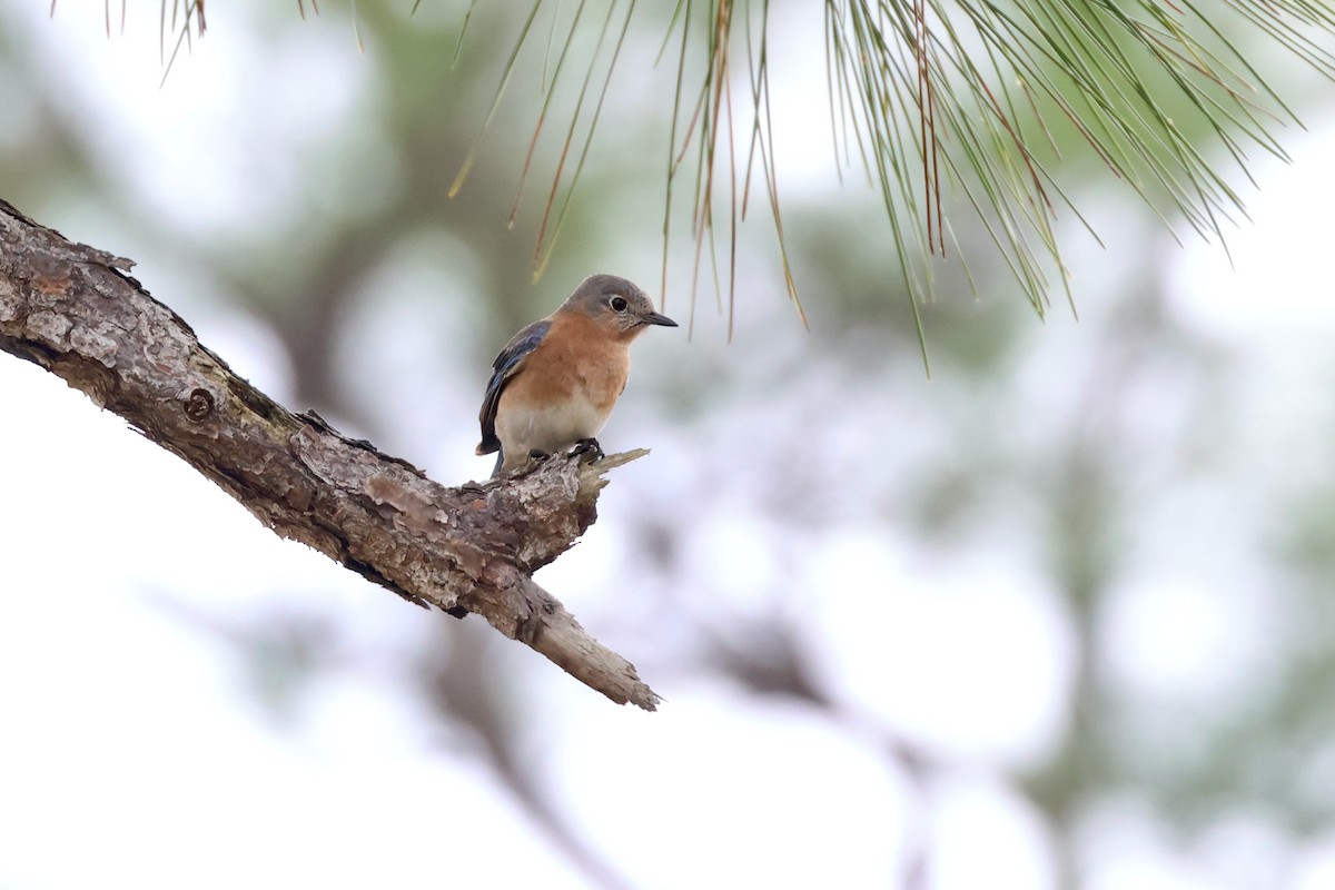 Eastern Bluebird - ML615886910